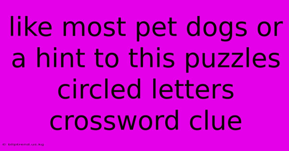 Like Most Pet Dogs Or A Hint To This Puzzles Circled Letters Crossword Clue