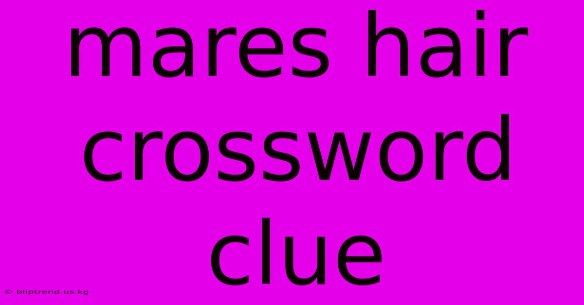 Mares Hair Crossword Clue