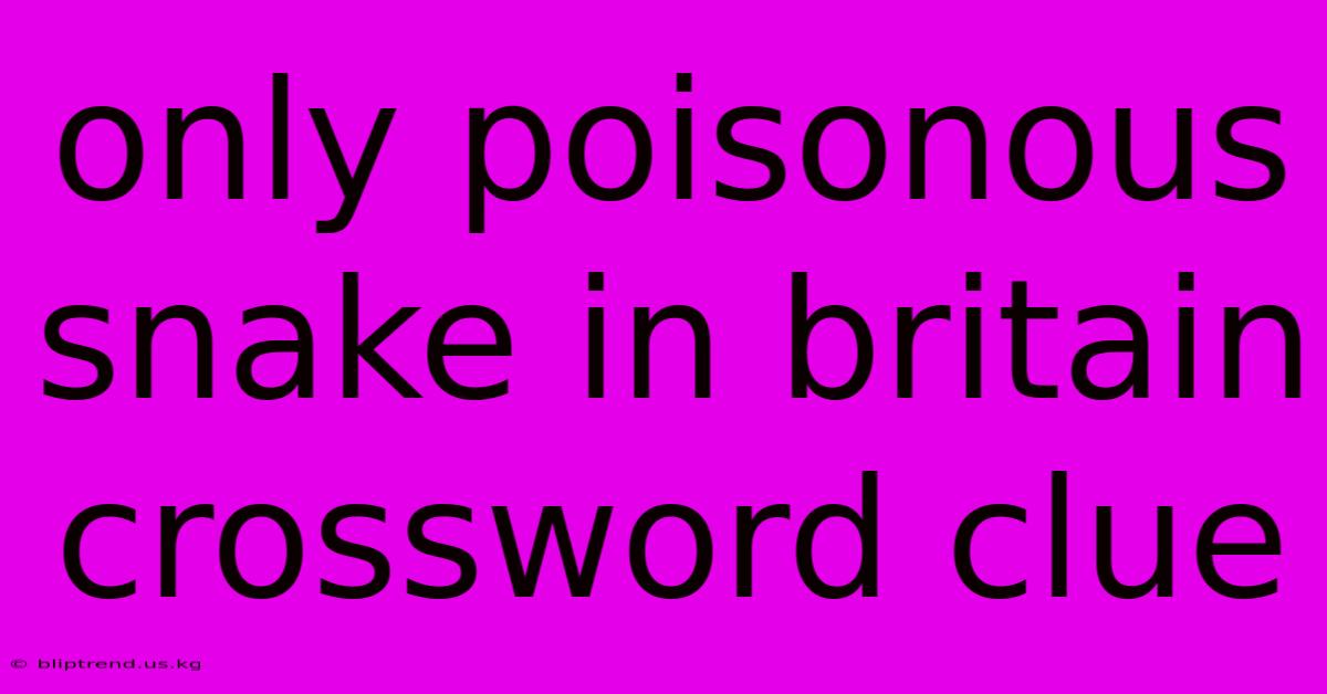 Only Poisonous Snake In Britain Crossword Clue