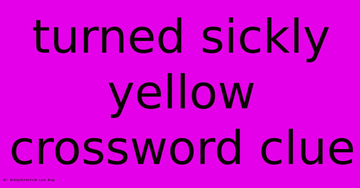 Turned Sickly Yellow Crossword Clue