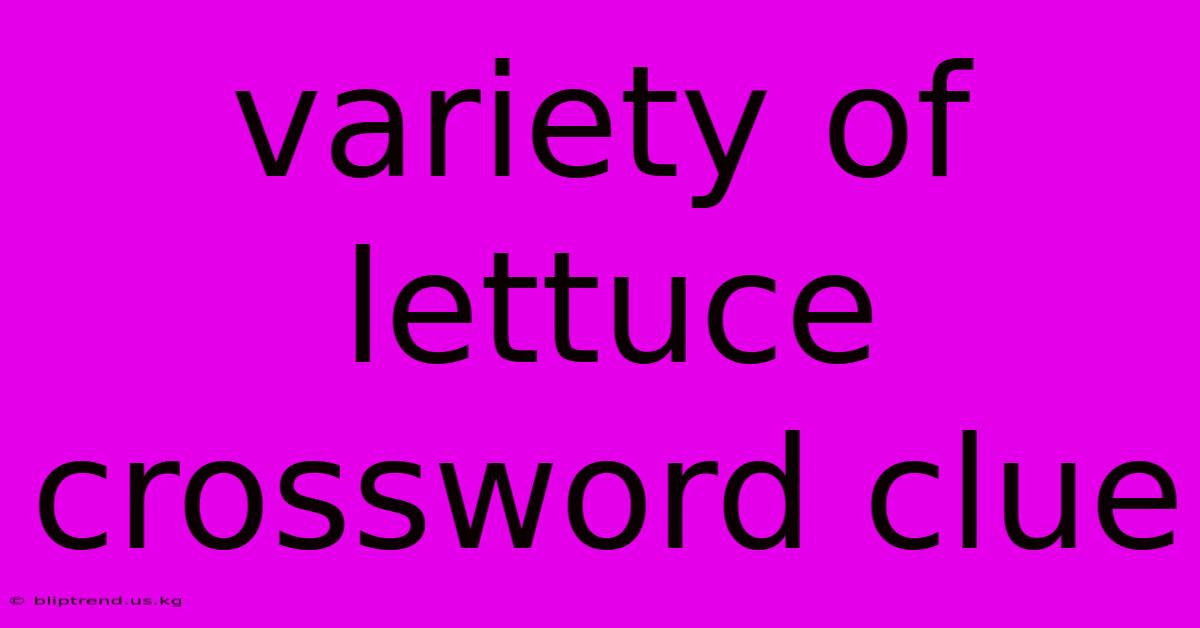 Variety Of Lettuce Crossword Clue