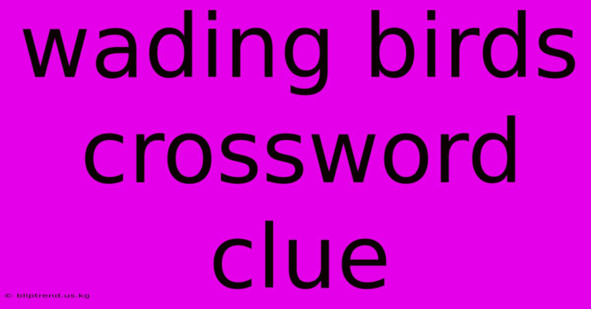 Wading Birds Crossword Clue