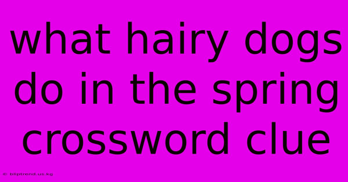 What Hairy Dogs Do In The Spring Crossword Clue